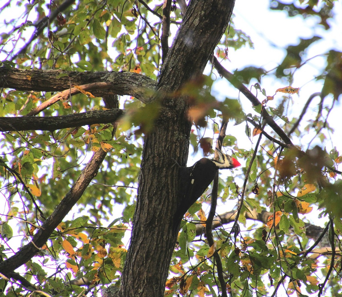 Pileated Woodpecker - ML643000095