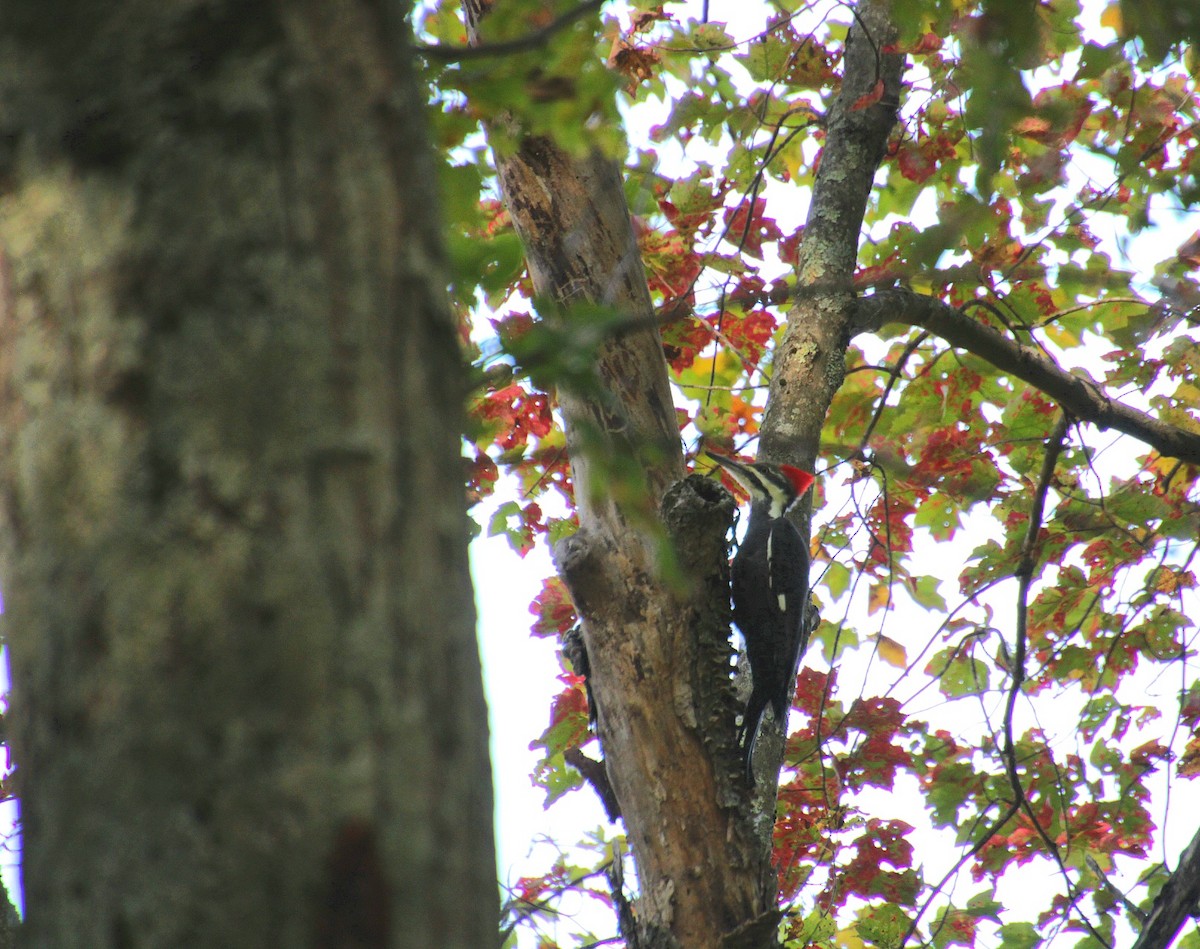 Pileated Woodpecker - ML643000096