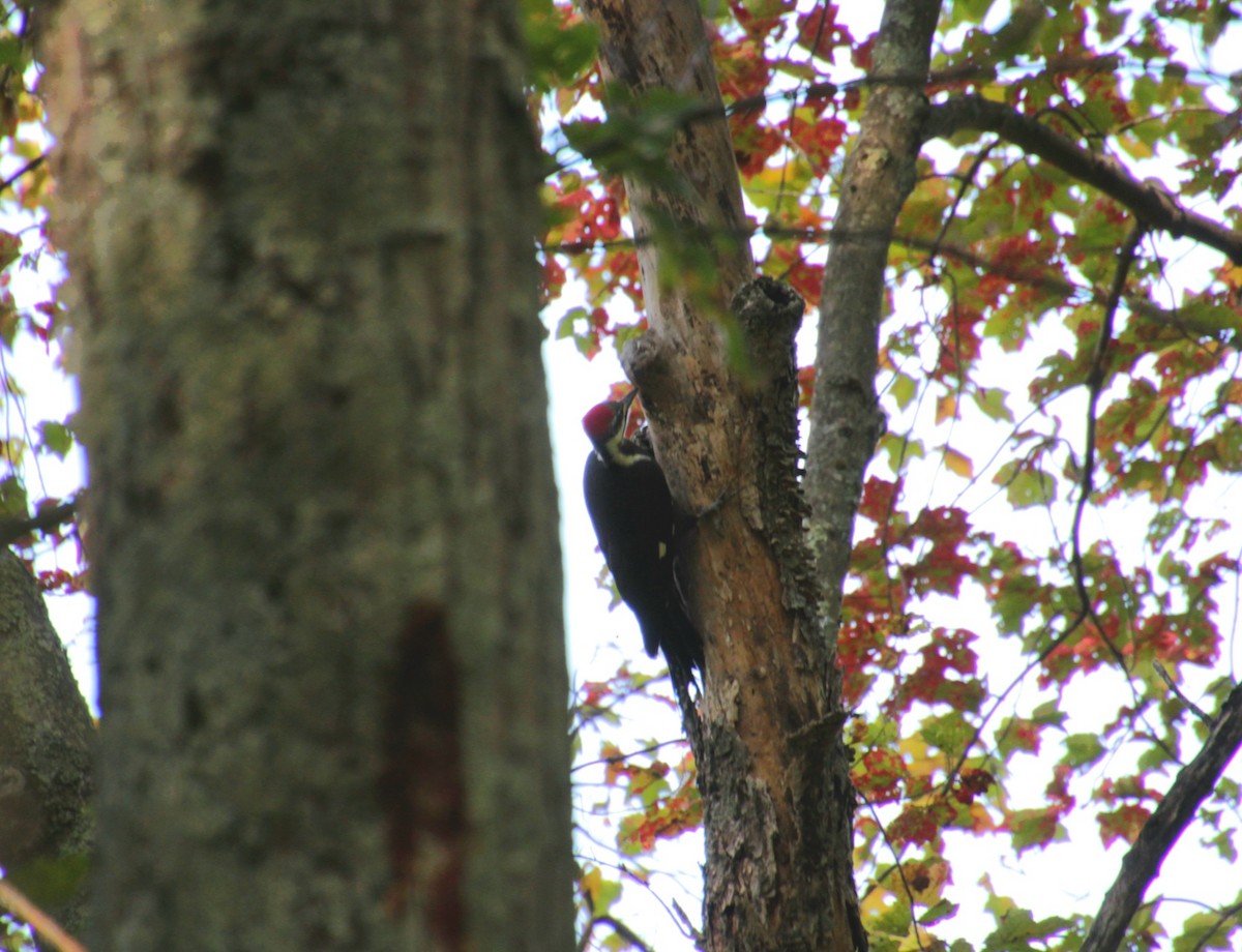 Pileated Woodpecker - ML643000097