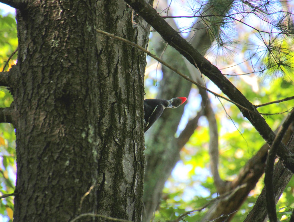 Pileated Woodpecker - ML643000098