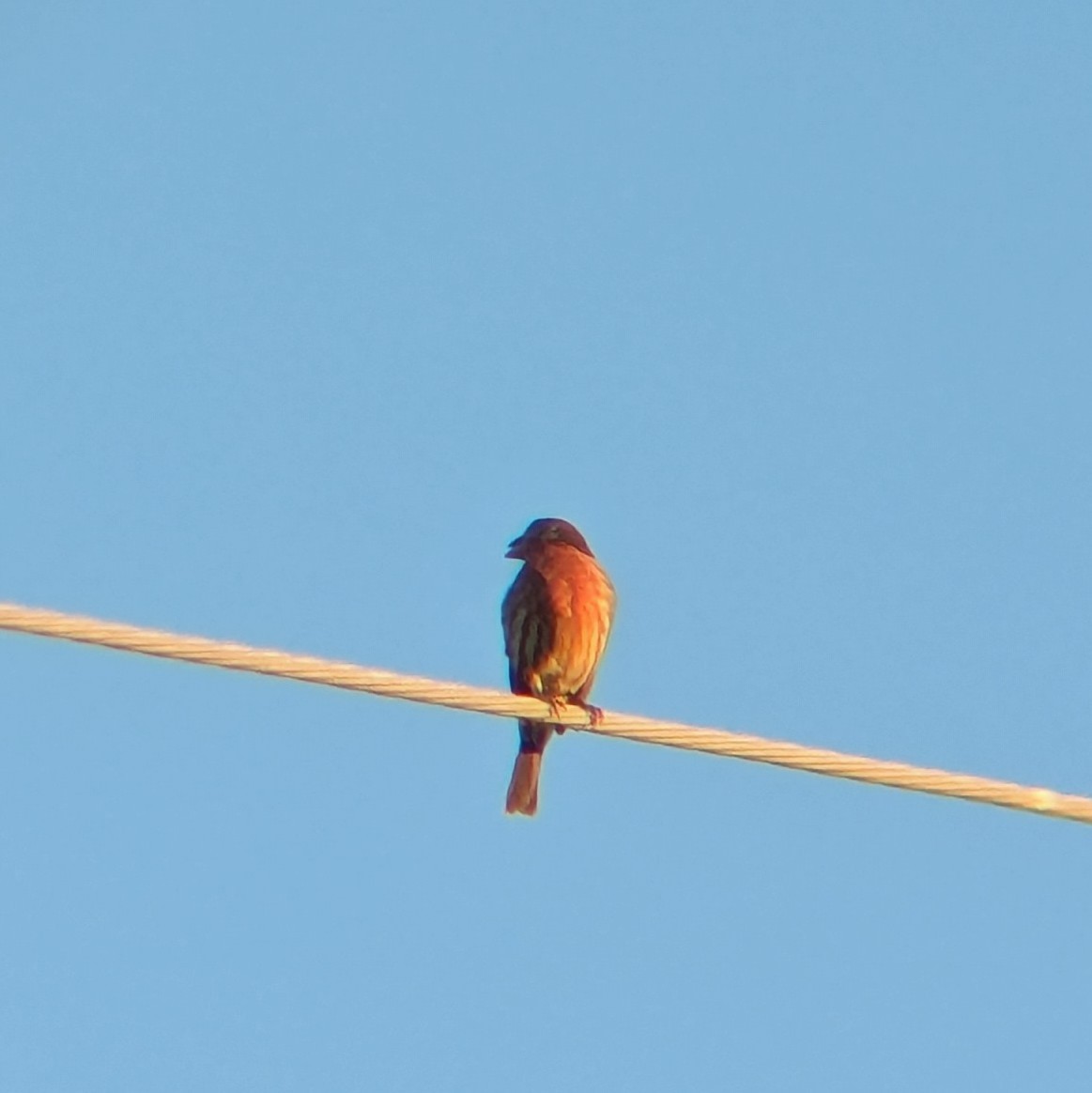 House Finch - ML643000100
