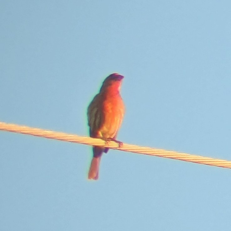 House Finch - ML643000101