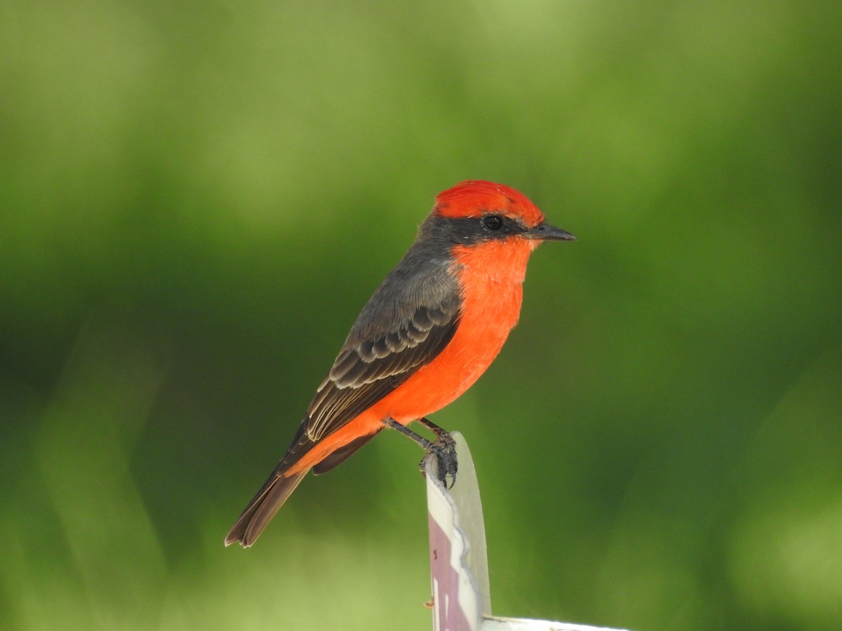 Mosquero Cardenal - ML643000103