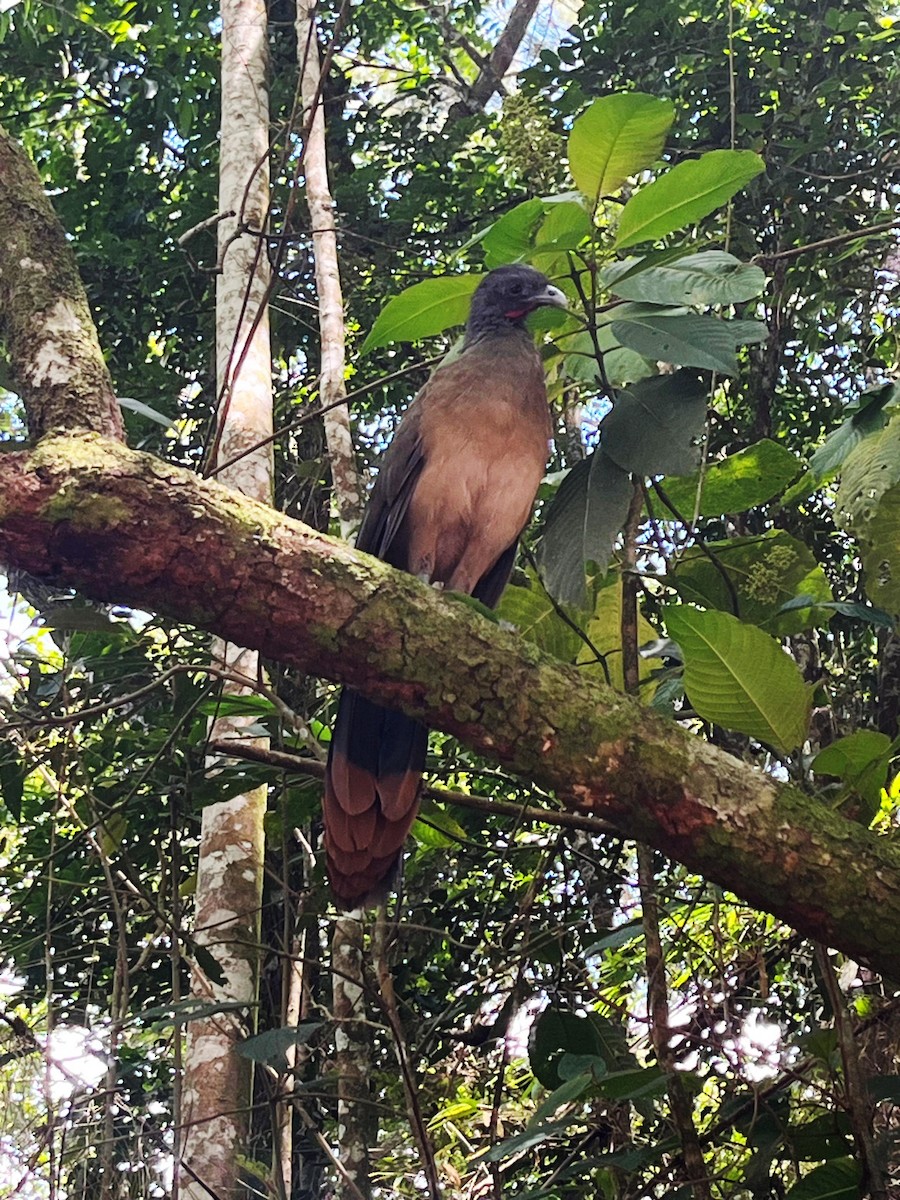 Rufous-vented Chachalaca - ML643000104