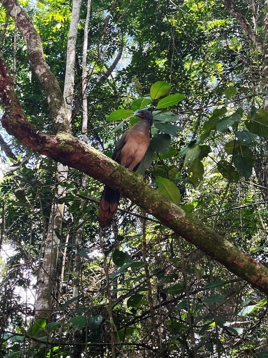 Rufous-vented Chachalaca - ML643000105