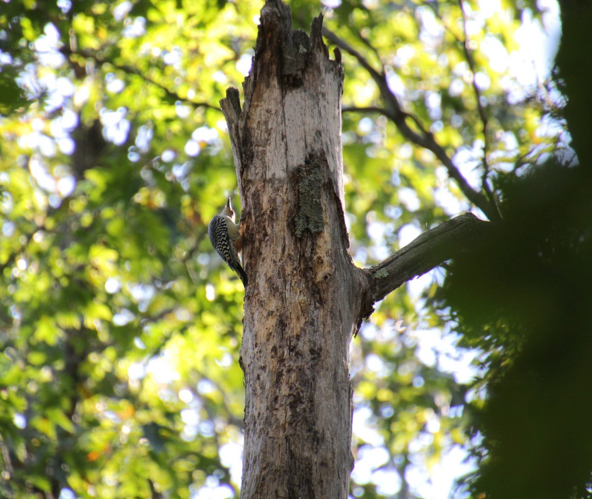 Red-bellied Woodpecker - ML643000108