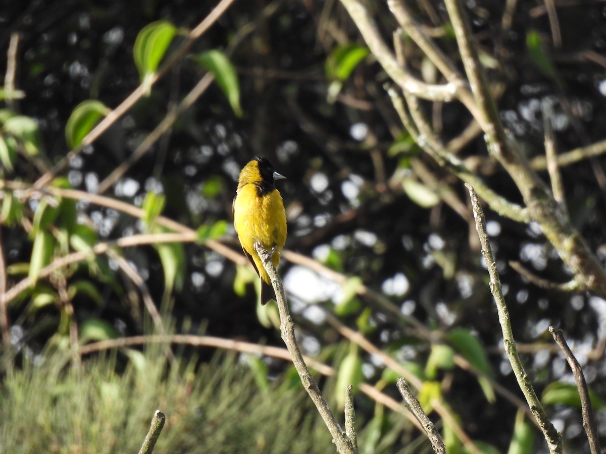 Black-headed Siskin - ML643000111