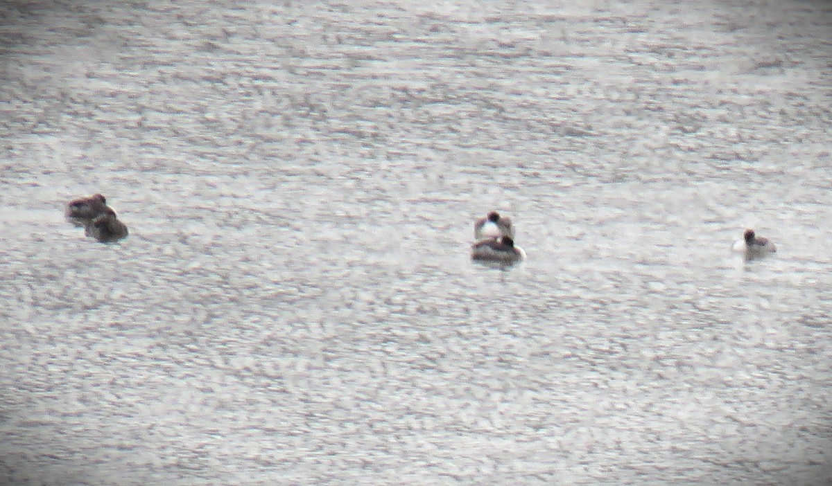 Western/Clark's Grebe - ML643000113