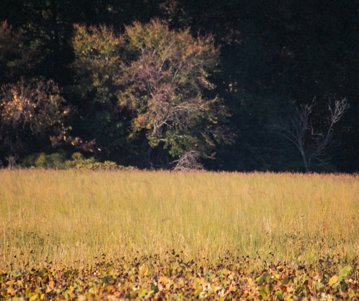Northern Harrier - ML643000114