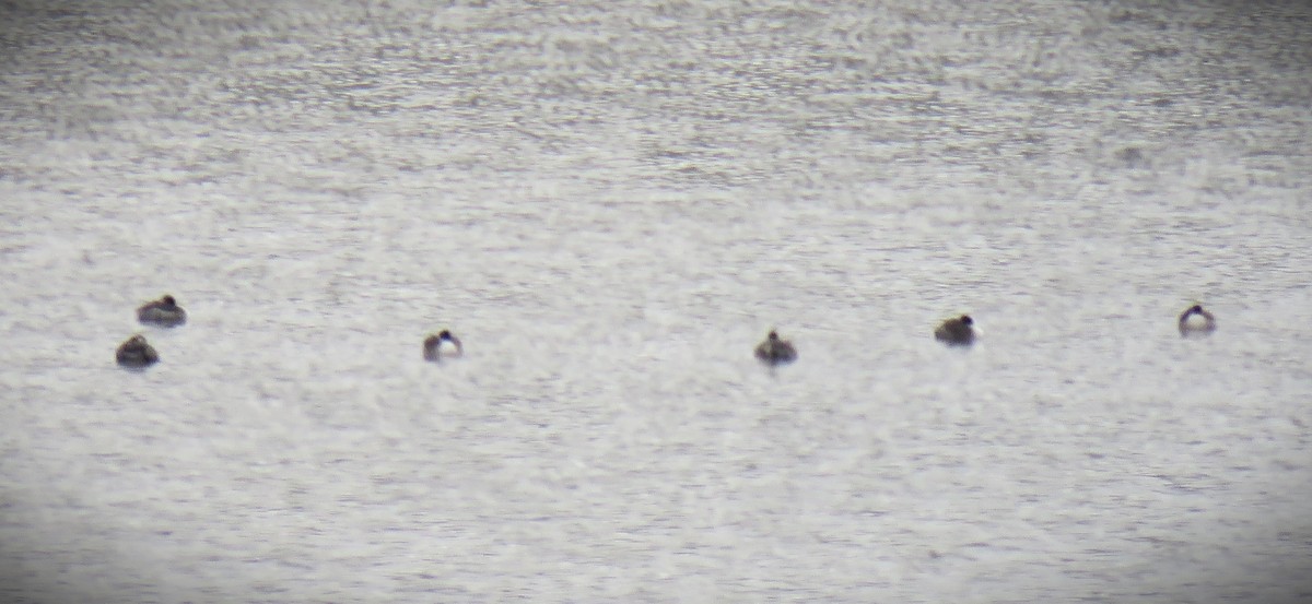Western/Clark's Grebe - ML643000115