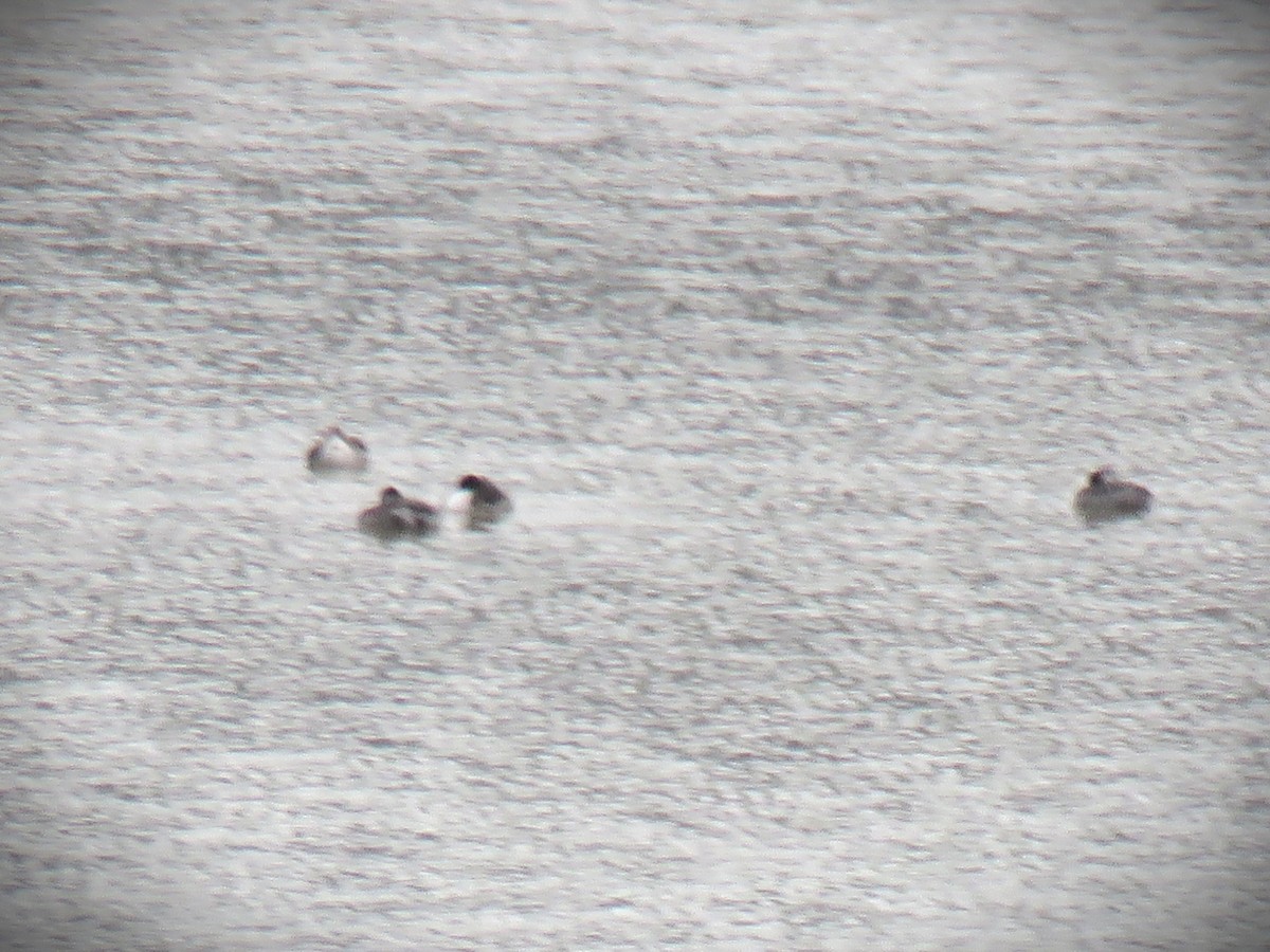 Western/Clark's Grebe - ML643000130