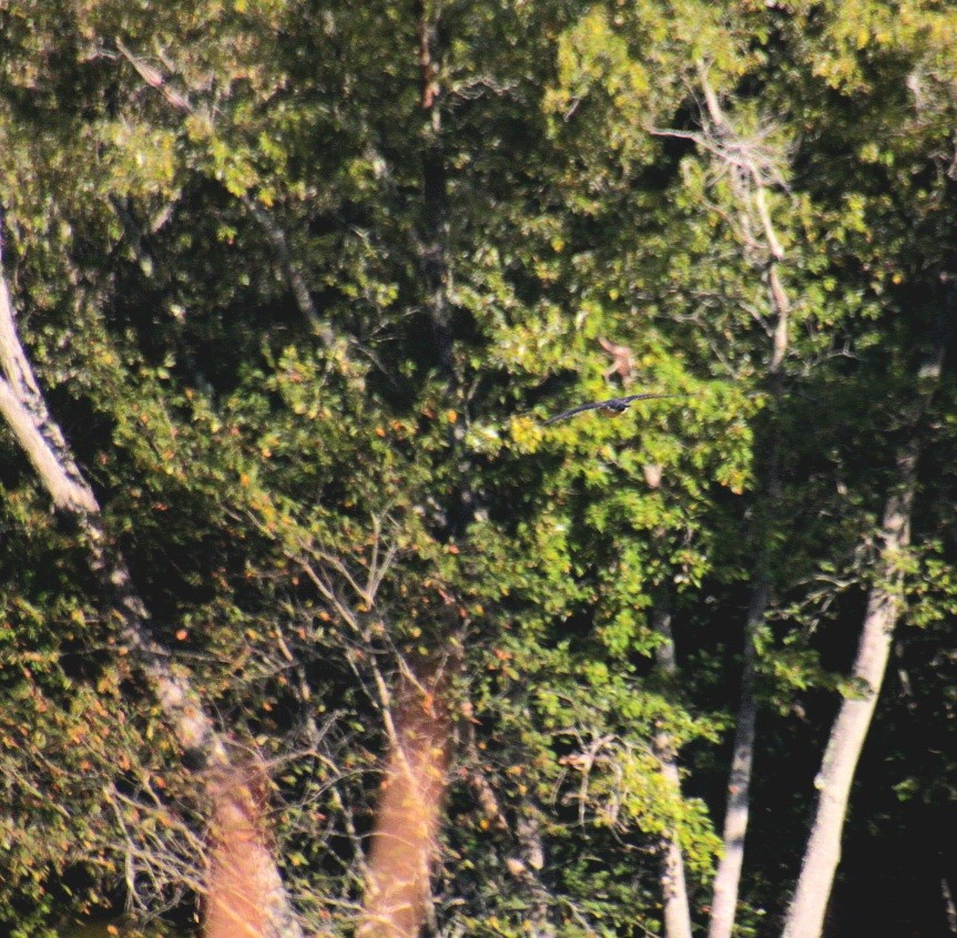 Cooper's Hawk - ML643000146