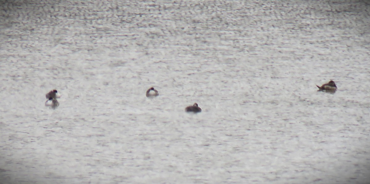 Ruddy Duck - Michael Long