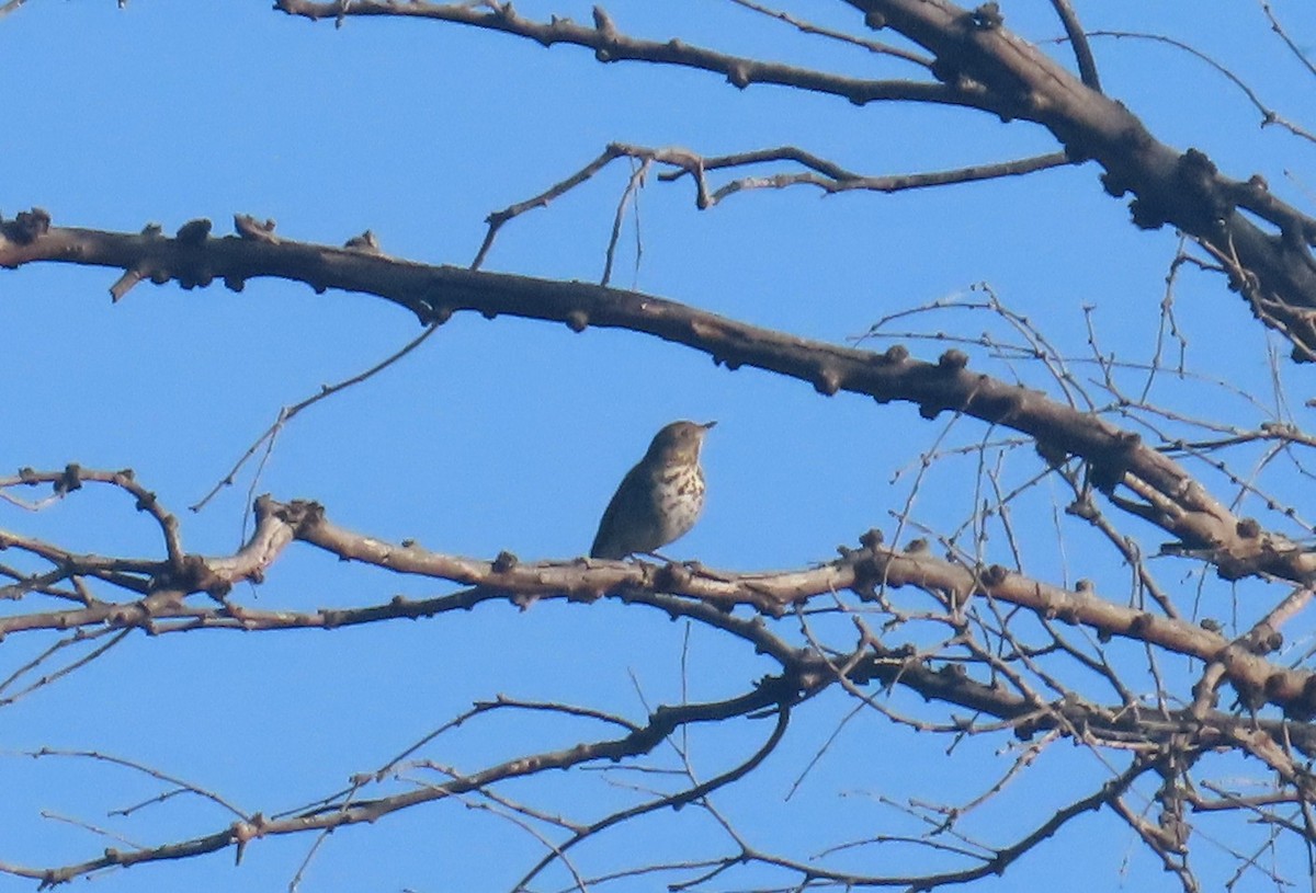 Swainson's Thrush - ML643000153