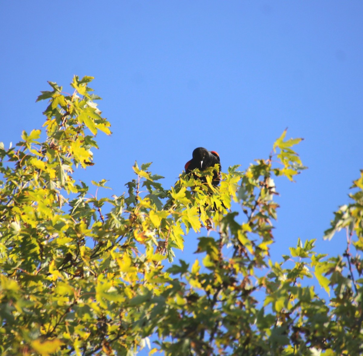 Red-winged Blackbird (Red-winged) - ML643000156