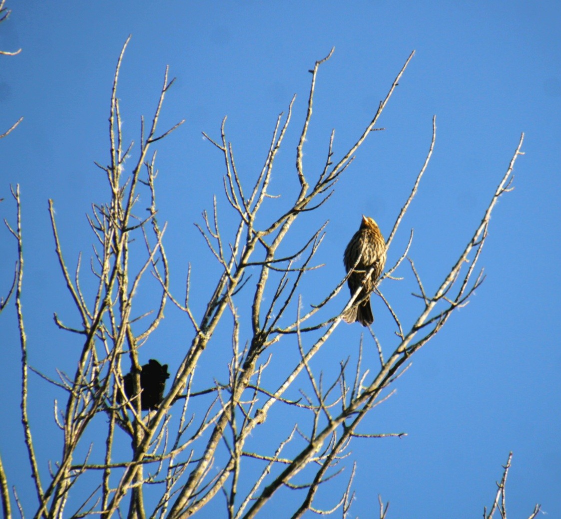 Red-winged Blackbird (Red-winged) - ML643000157