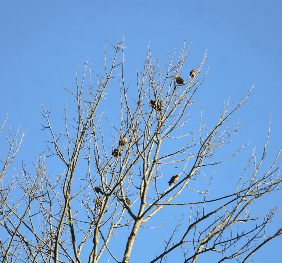 Red-winged Blackbird (Red-winged) - ML643000158