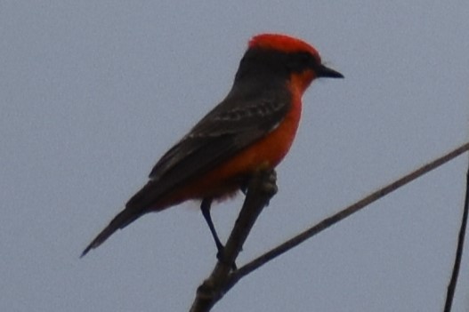 Vermilion Flycatcher - ML643000159