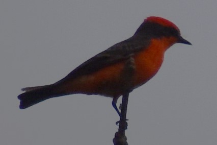 Vermilion Flycatcher - ML643000160