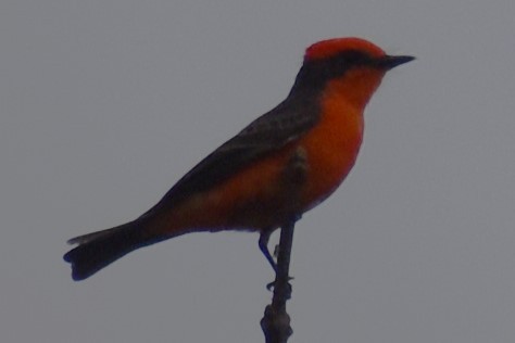 Vermilion Flycatcher - ML643000161