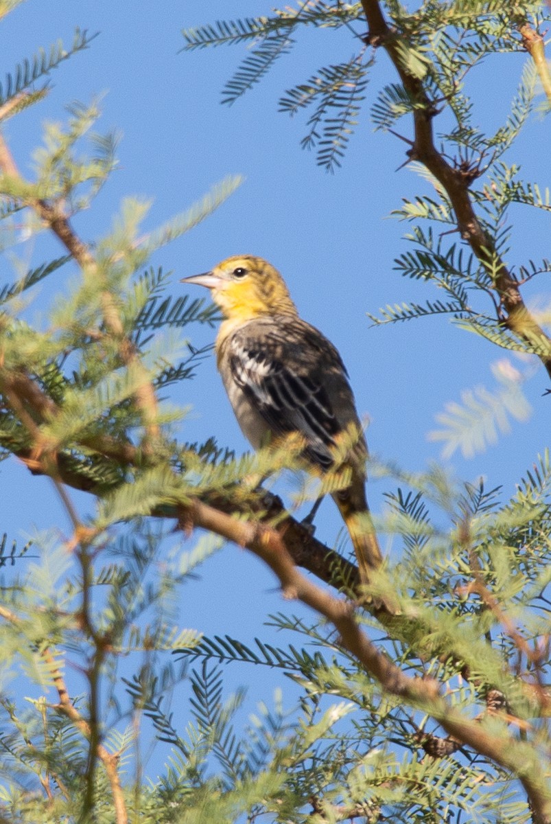 Bullock's Oriole - ML643000163