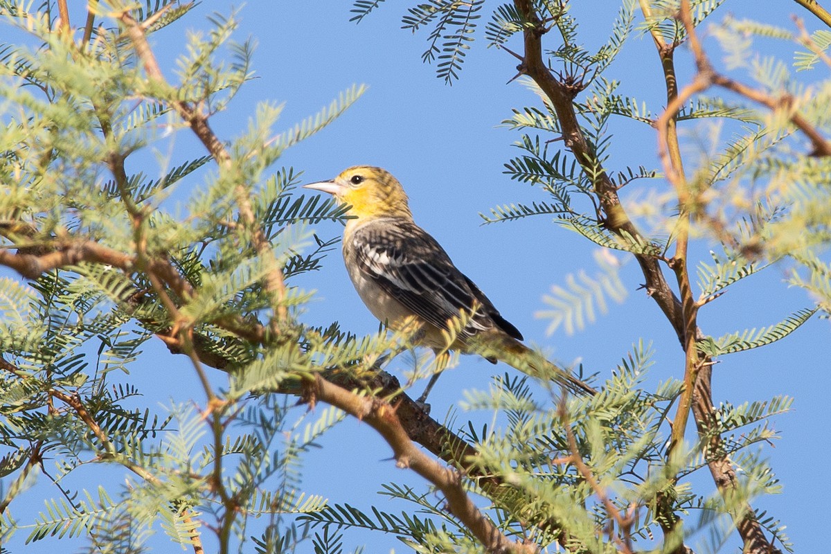 Bullock's Oriole - ML643000164