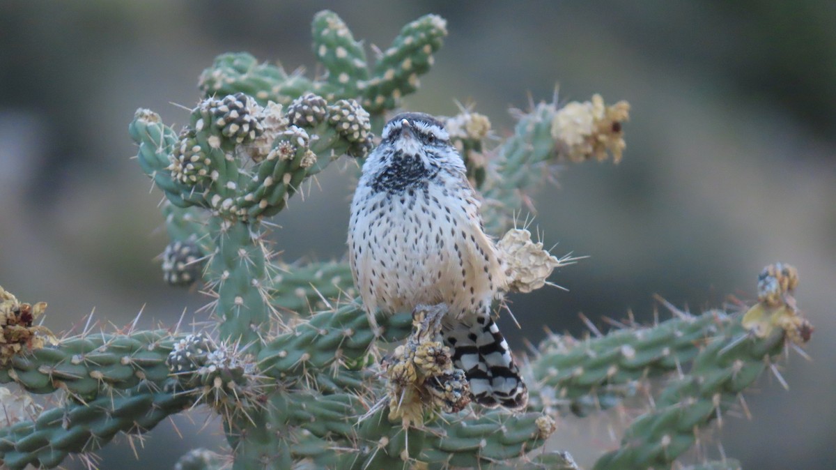 Cactus Wren - ML643000177