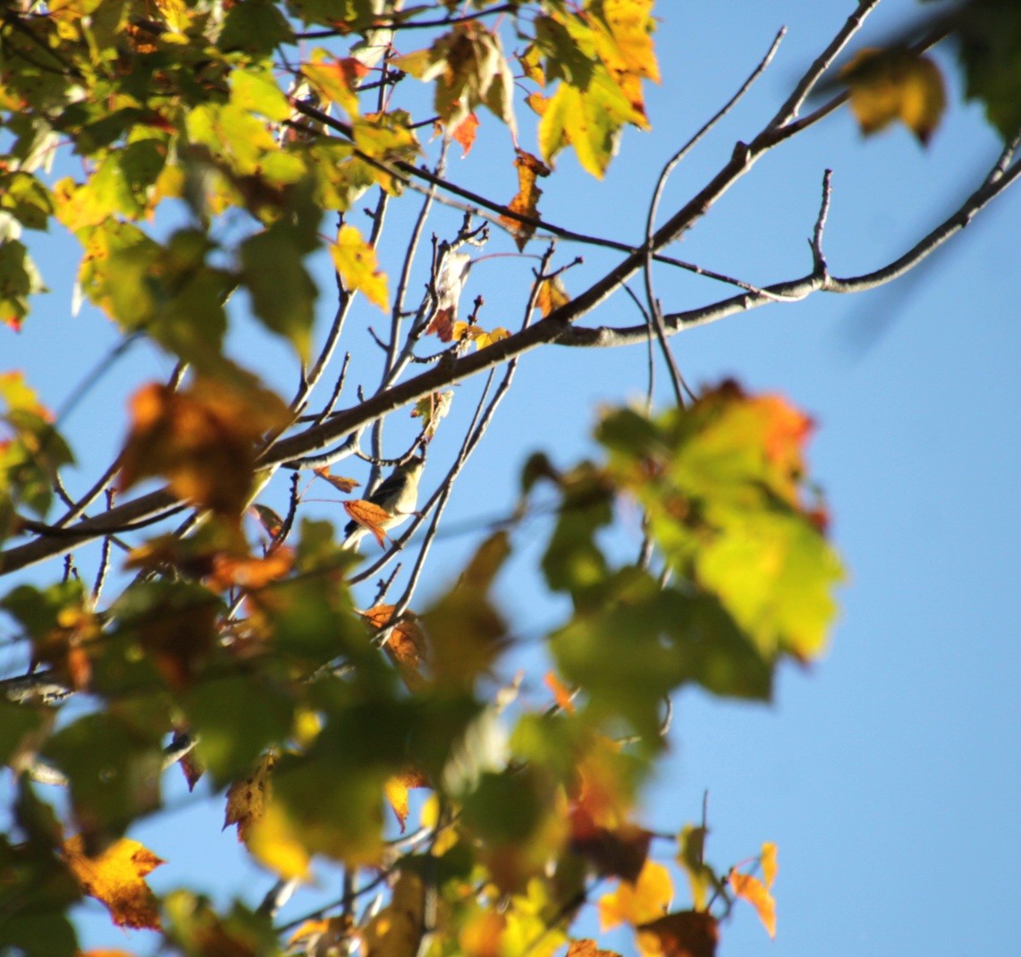 American Goldfinch - ML643000208