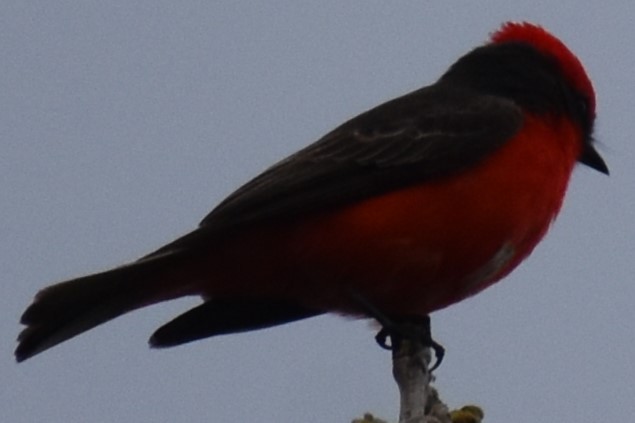 Vermilion Flycatcher - ML643000209