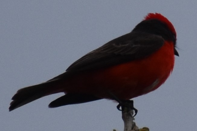Vermilion Flycatcher - ML643000210
