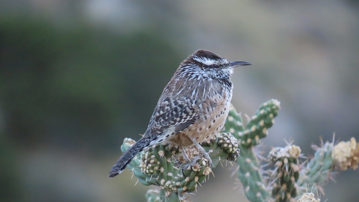 Cactus Wren - ML643000218