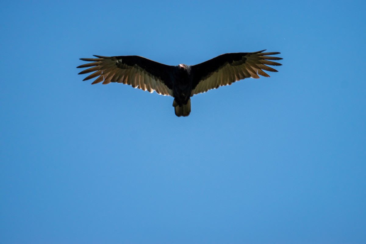 Turkey Vulture - ML643000228