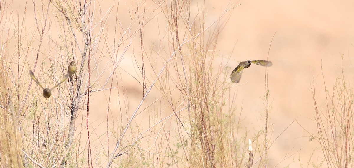 Lawrence's Goldfinch - ML643000243