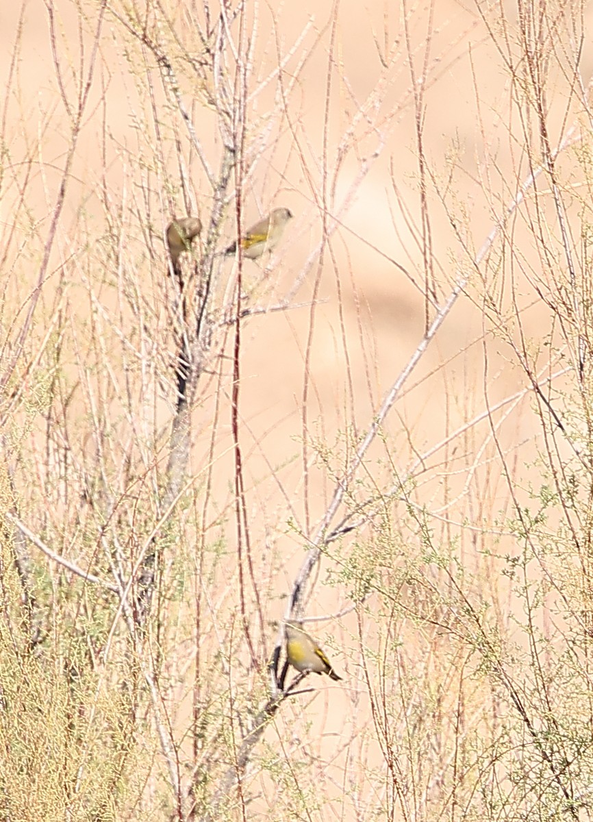 Lawrence's Goldfinch - ML643000244