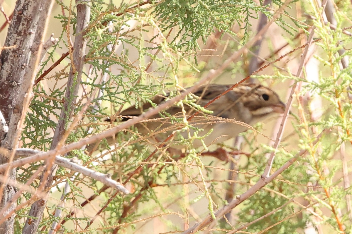 Clay-colored Sparrow - ML643000270