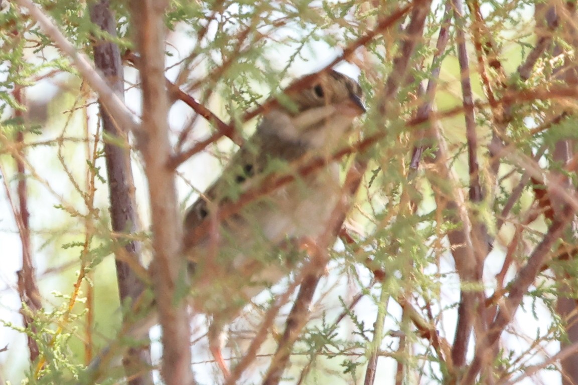 Clay-colored Sparrow - ML643000272
