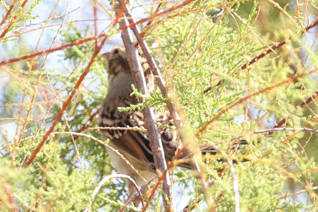Clay-colored Sparrow - ML643000273