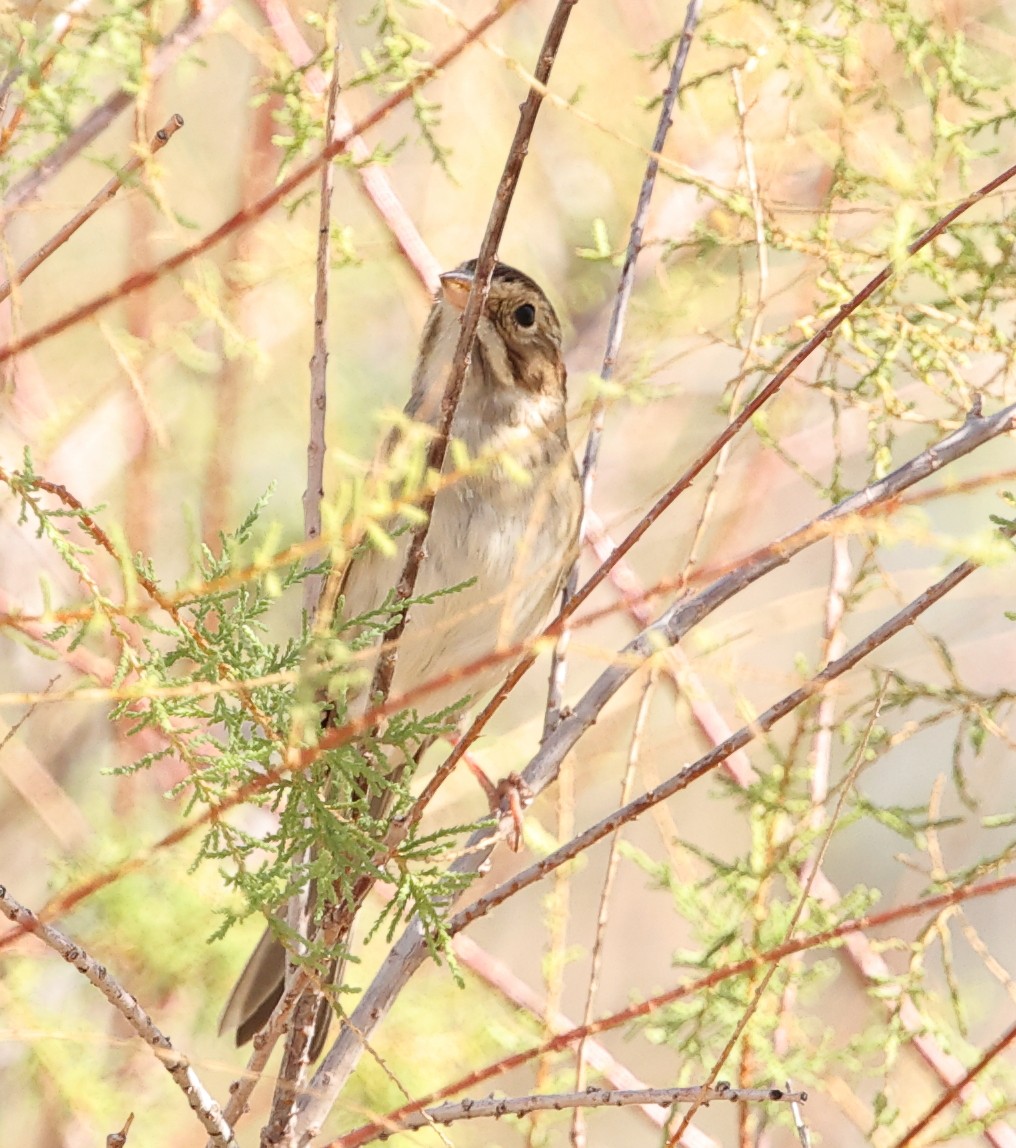 Clay-colored Sparrow - ML643000275