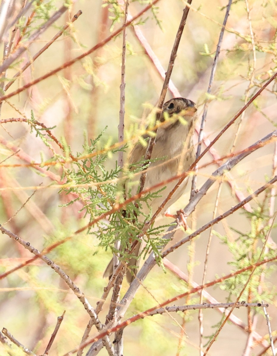 Clay-colored Sparrow - ML643000276