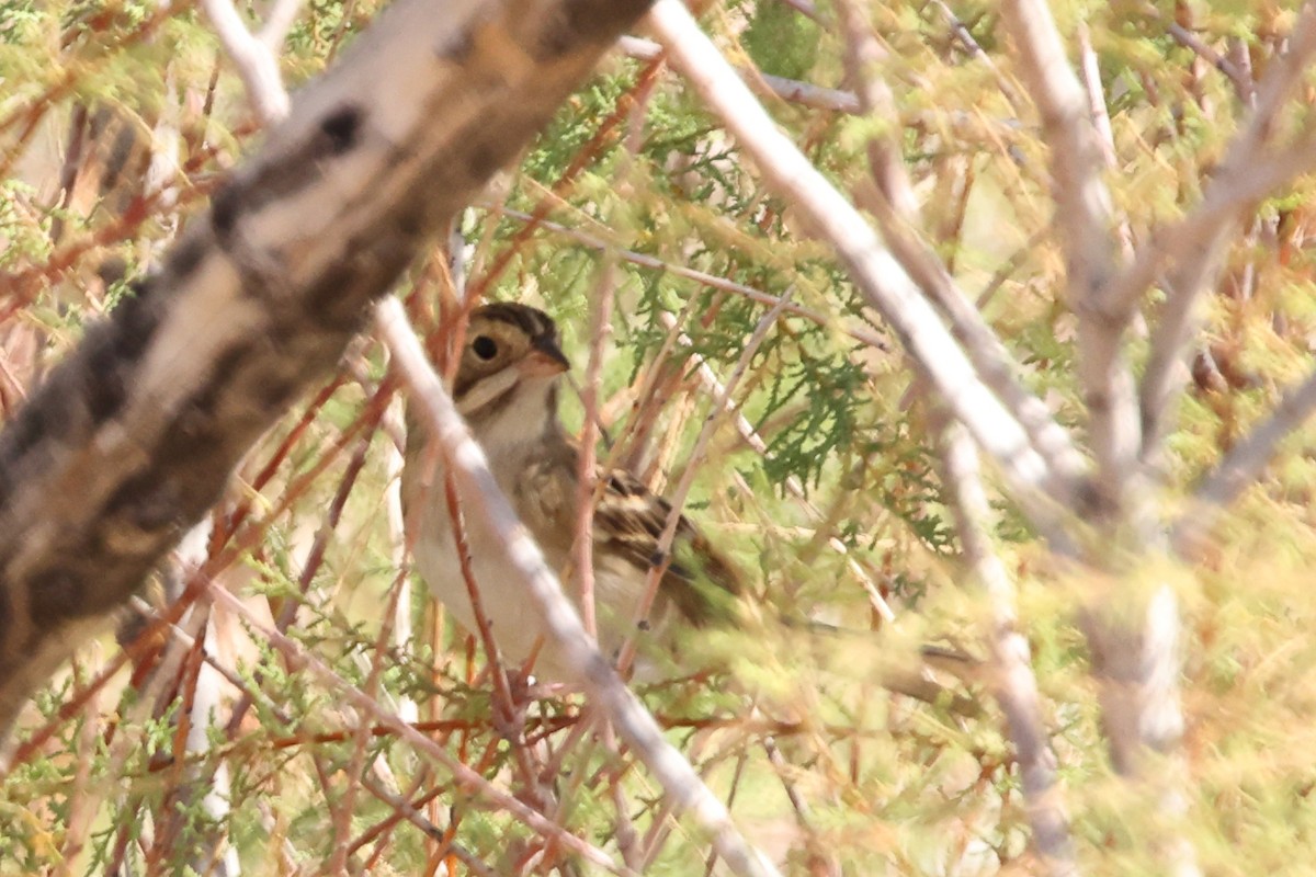Clay-colored Sparrow - ML643000277