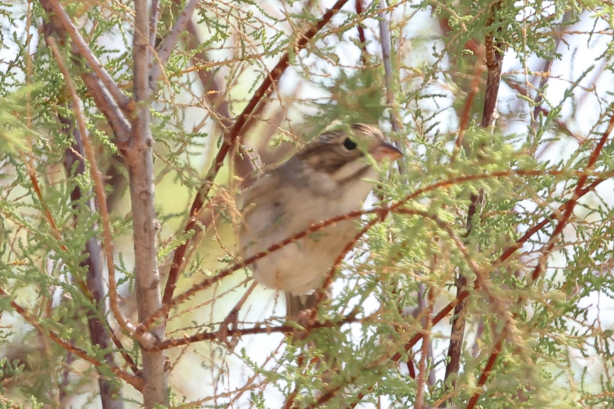 Clay-colored Sparrow - ML643000278