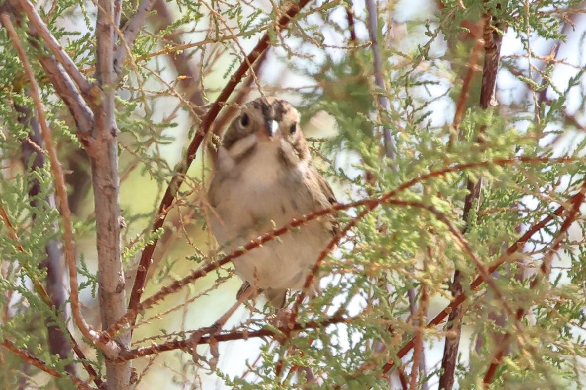 Clay-colored Sparrow - ML643000279