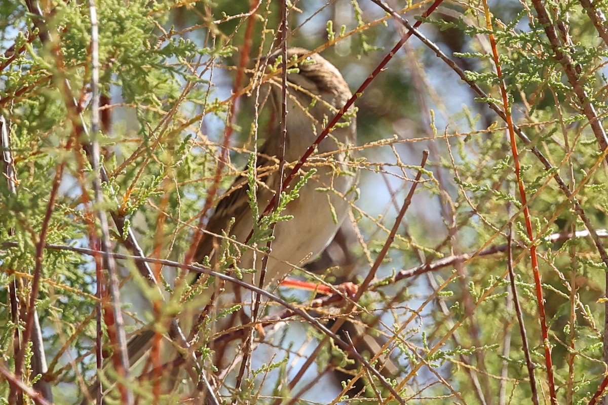 Clay-colored Sparrow - ML643000280