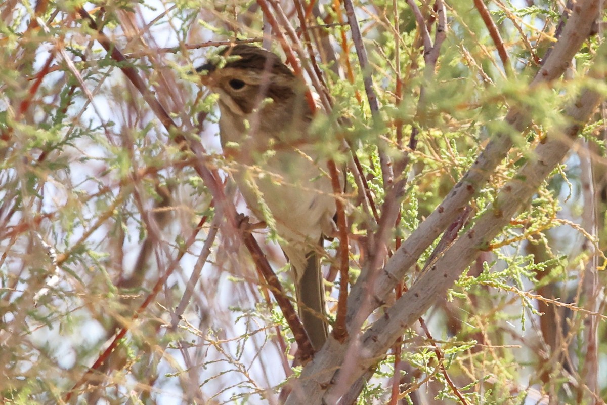Clay-colored Sparrow - ML643000281