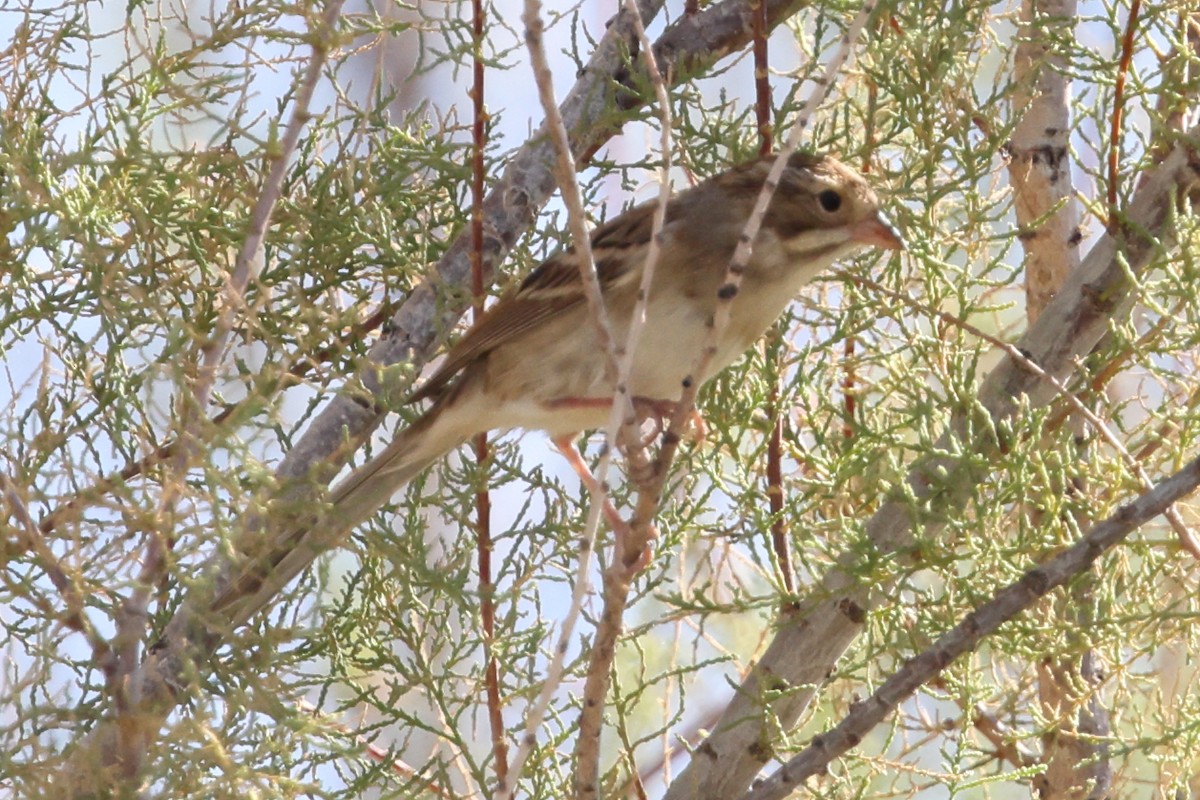 Clay-colored Sparrow - ML643000282