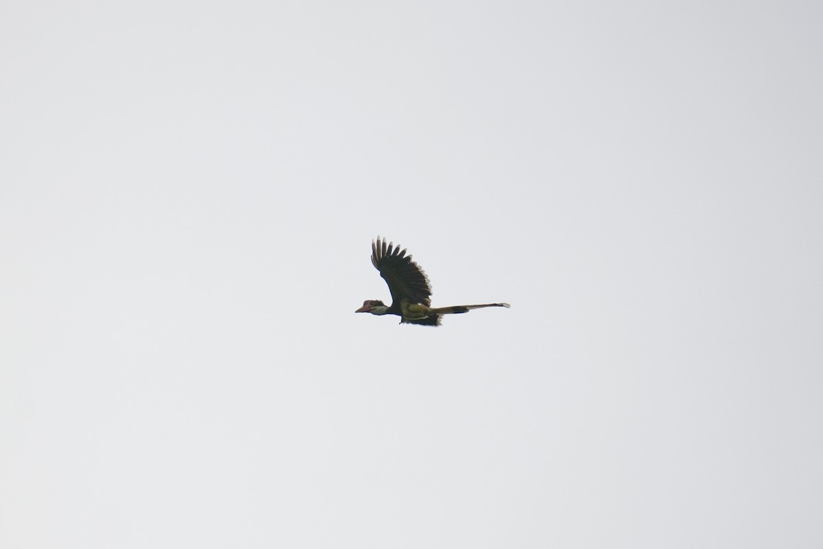 Helmeted Hornbill - ML643000304