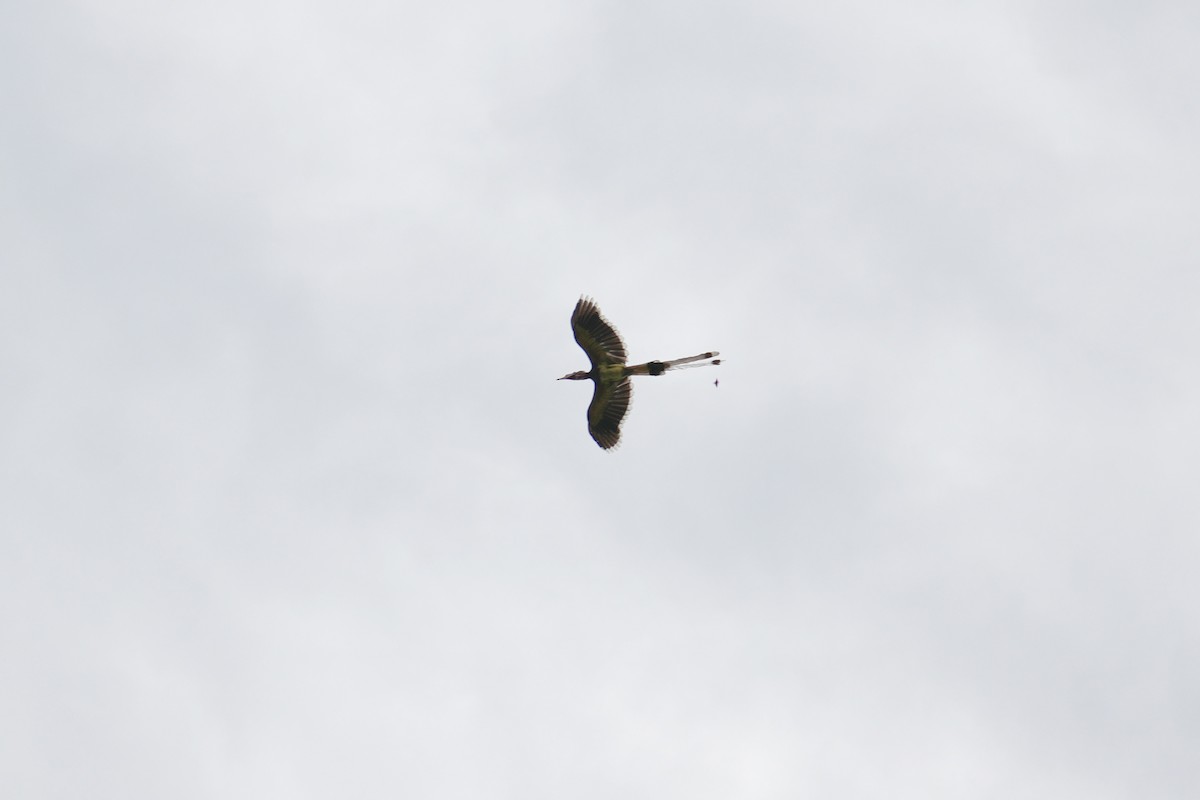 Helmeted Hornbill - ML643000305