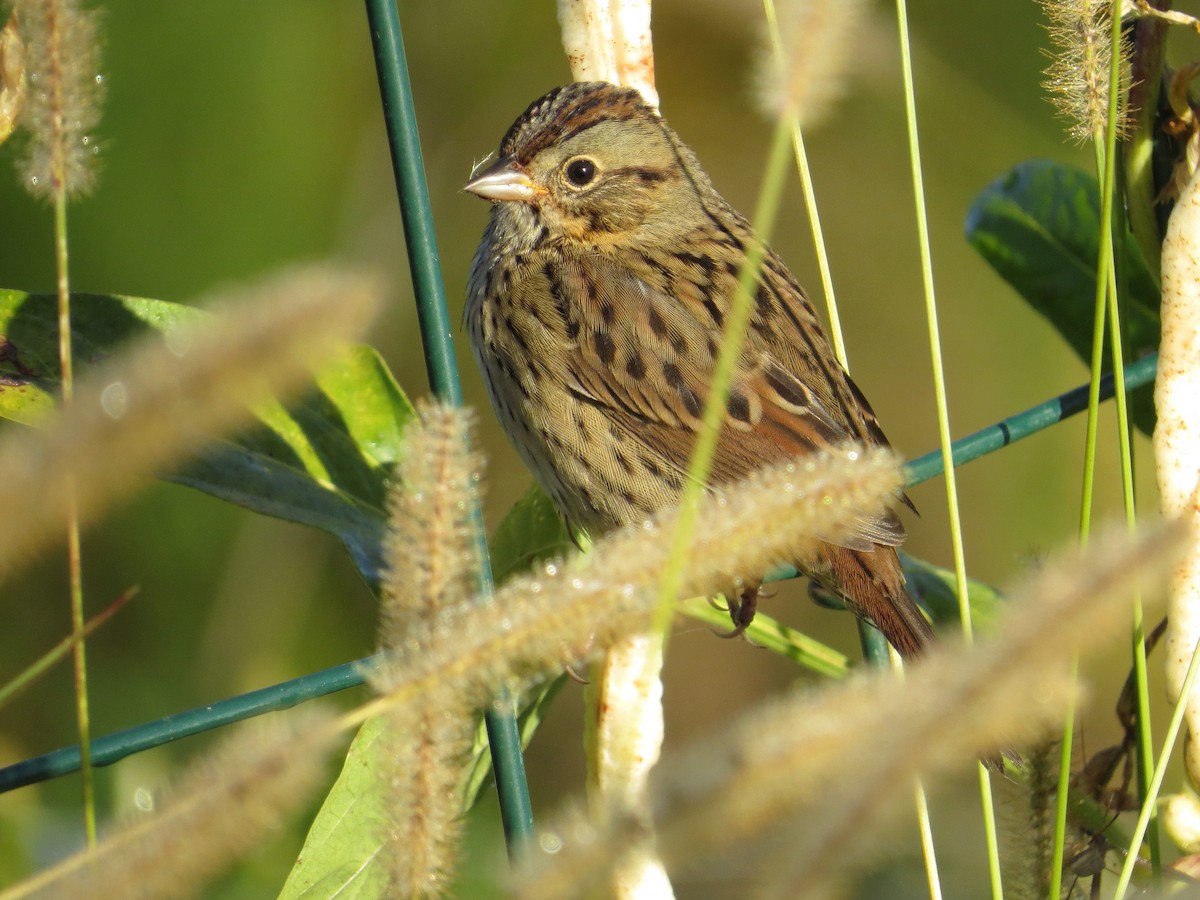 Lincoln's Sparrow - ML643000354