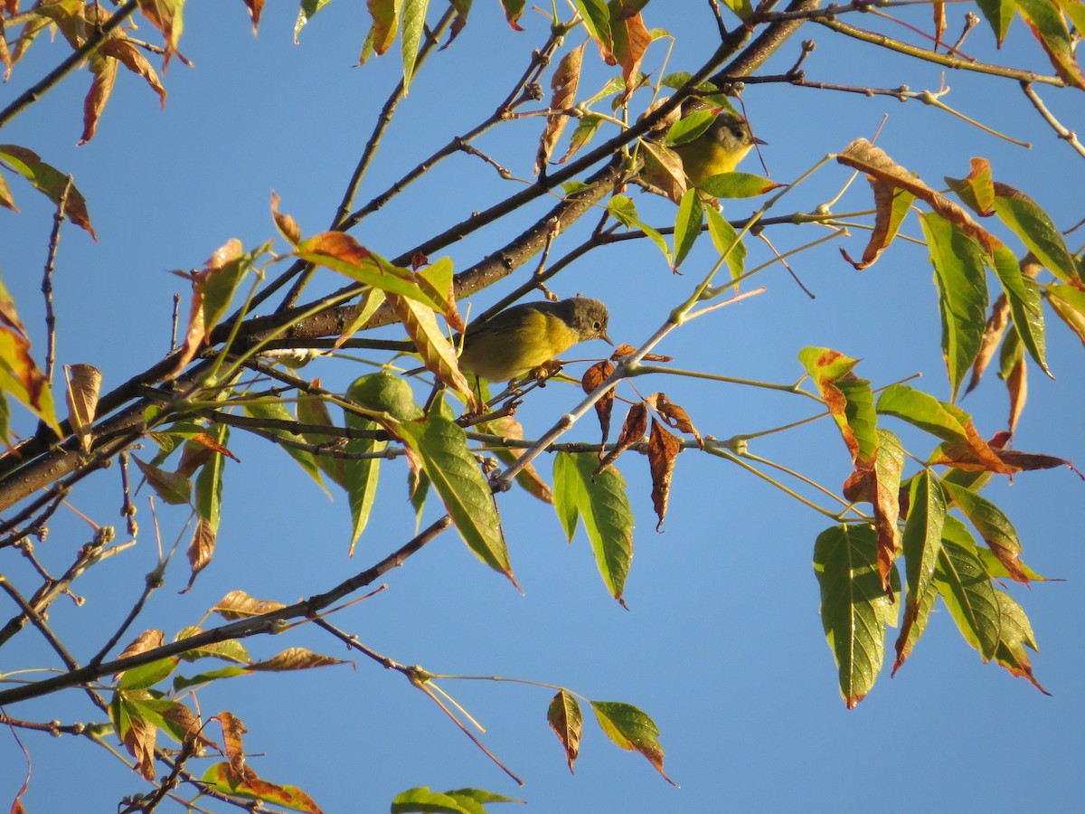 Nashville Warbler - ML643000365