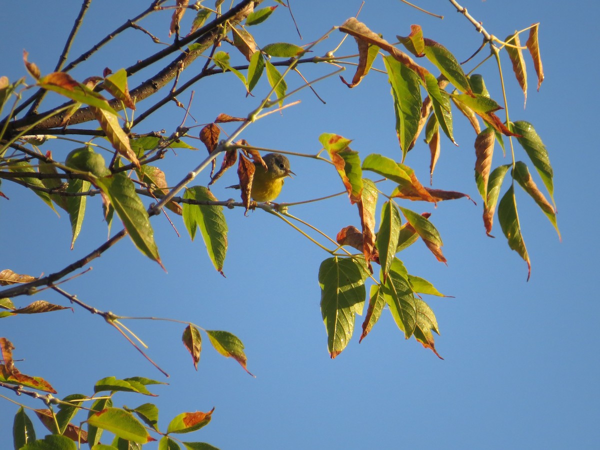 Nashville Warbler - ML643000366